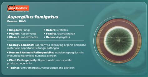 Aspergillus fumigatus - Allergy, Symptoms, & Treatment | Mold Busters