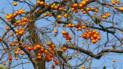 ¿Puede un árbol dar frutas diferentes?