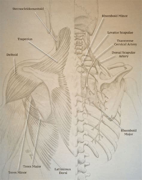 Typical distal vascular anatomy of the trapezius muscle. | Download Scientific Diagram