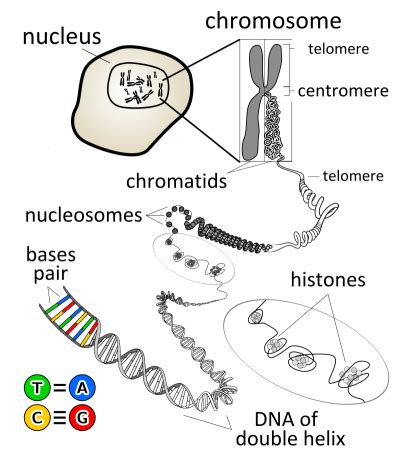 Chromosomes Structure