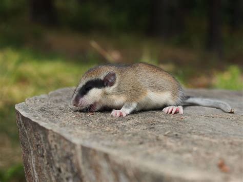 Fun Forest Dormouse Facts For Kids