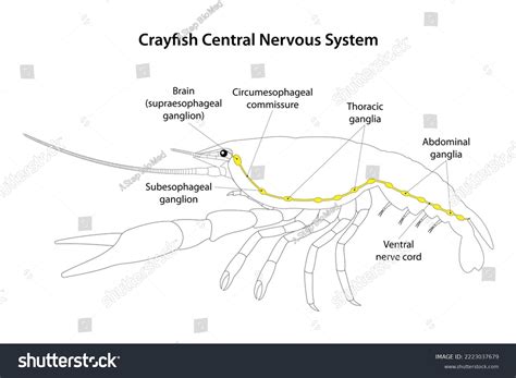 Crayfish Central Nervous System White Background Stock Illustration ...