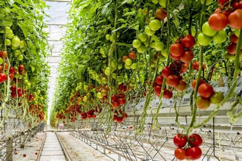 Hydroponic Tomato Farming: Wonderful New Age Cultivation