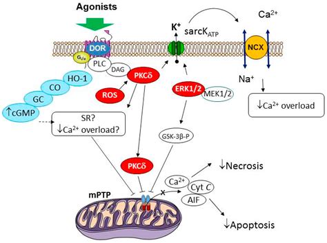 Biomedicines | Free Full-Text | δ-Opioid Receptor as a Molecular Target ...