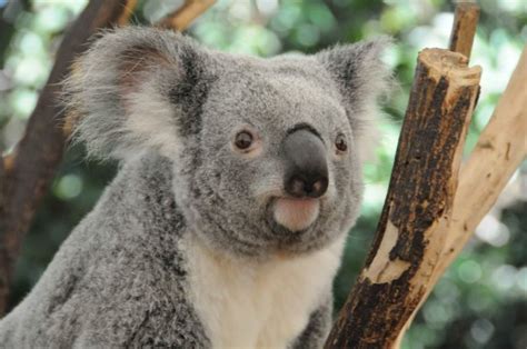 Koalas: seis fotos que te alegrarán el día