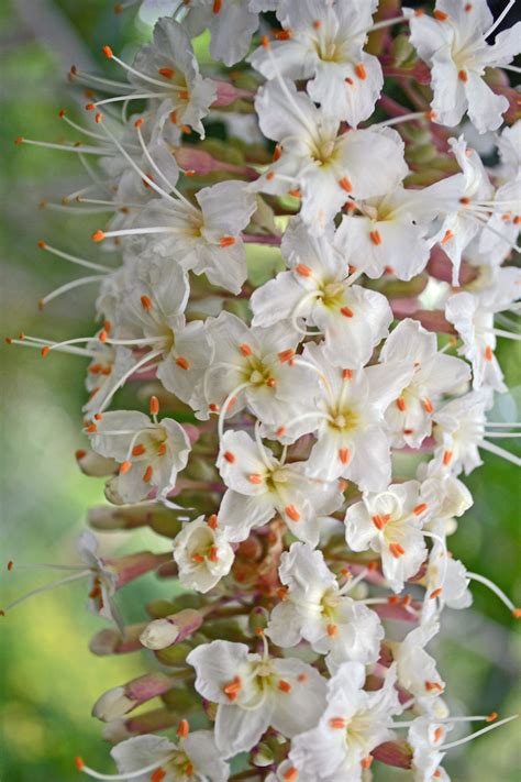 California Buckeye (Aesculus californica) – Purpose - Pegasus Products