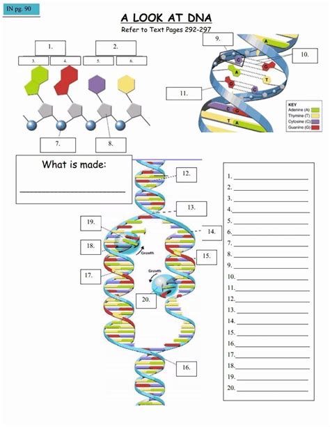 Dna Replication Worksheet Answer Key - Printable Word Searches