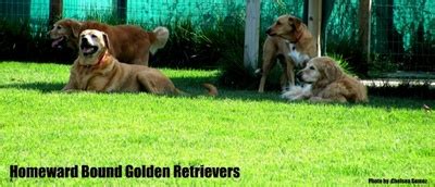 Homeward Bound Golden Retriever Rescue and Sanctuary, Inc. - Sacramento ...