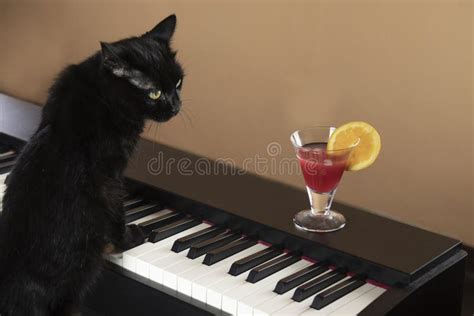 179 Black Cat Piano Stock Photos - Free & Royalty-Free Stock Photos ...