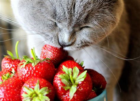 Can Cats Eat Strawberries? | PetMD