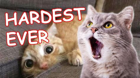 The Best FUNNY CAT Videos | Hardest Try Not To Laugh Challenge Ever in ...