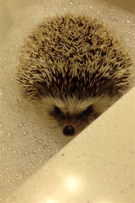 a small hedge sitting in a bath tub