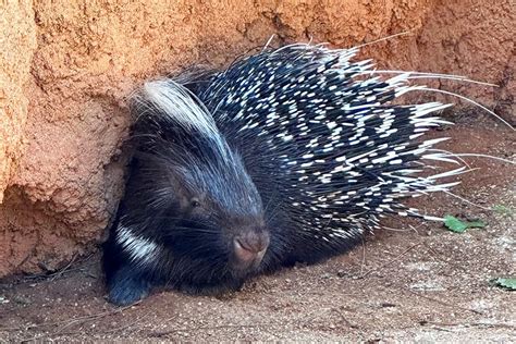 Meet Our New Cape Porcupine - Zoos - USA - Florida - Brevard Zoo (Melbourne Zoo) Zoo Guide