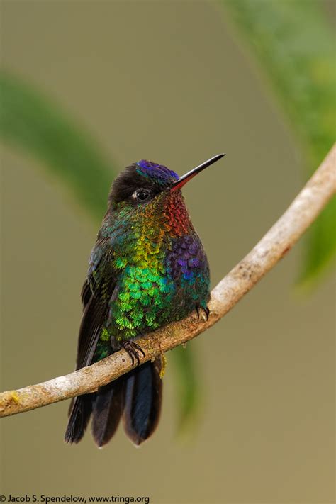 Fiery-throated Hummingbird 3