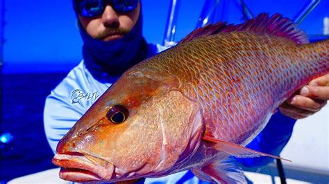 Catch HUGE Mangrove Snapper & Grouper (Epic Day Gulf of Mexico Fishing ...