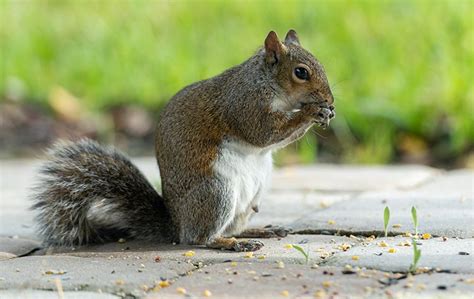 Effective Strategies For Squirrel Control: Tips For A Squirrel-Free ...