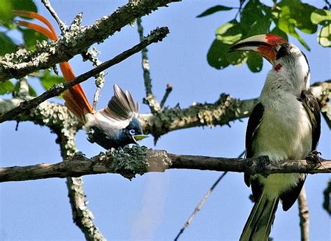 African Paradise Flycatcher