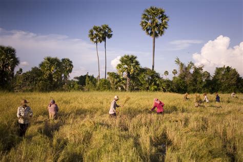 Rice Harvest Cambodia – FOTOKHMER