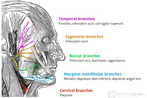 Facial nerve Diagram | Quizlet