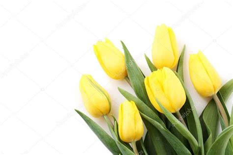 Bouquet of yellow tulips - Stock Photo , #spon, #yellow, #Bouquet, #tulips, #Photo #AD | Yellow ...