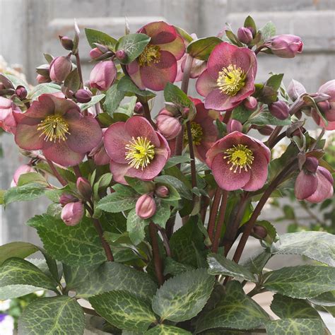 Pippa's Purple® Hellebore - Midwest Groundcovers, LLC