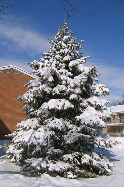 02/13/07 - Snow Covered Evergreen | Evergreen, Evergreen trees, Snow