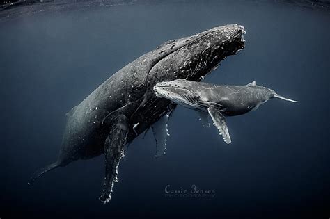 Mother And Baby Humpback Whale