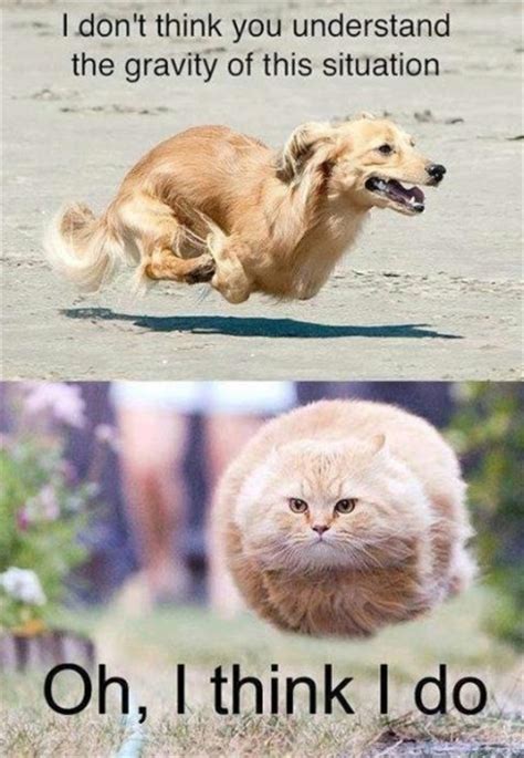 Gravity Lesson - Funny Pictures