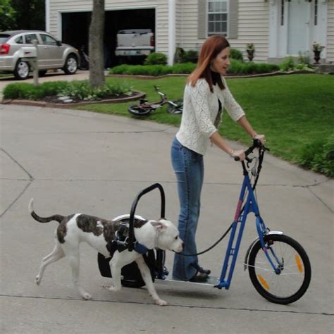 Dog Powered Scooter | Giftopix