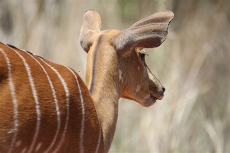 Fotos gratis : Bongo, vertebrado, mamífero, fauna silvestre, Animal ...