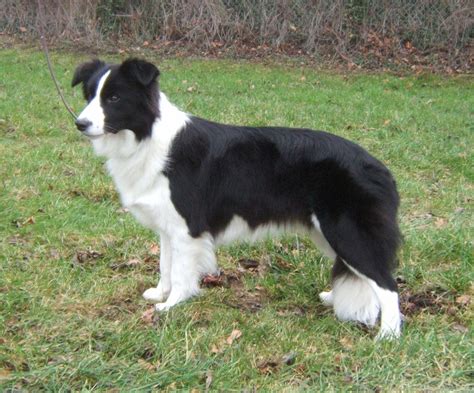 Border Collie - Puppies, Rescue, Pictures, Information, Temperament ...