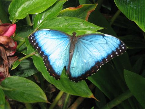 File:Butterfly at the Butterfly Farm on Antigua.jpg - Wikimedia Commons