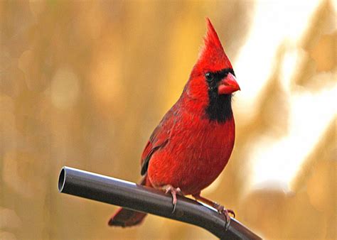 Birds & Wildlife - Pat Moore Photography