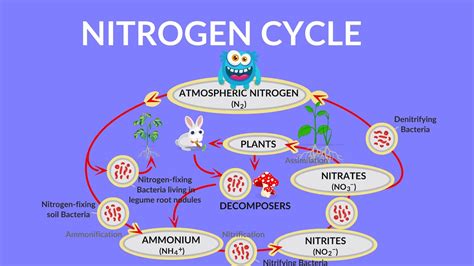 Nitrogen Cycle Video | Process of Nitrogen Cycle | Steps of Nitrogen Cycle | What is Nitrogen ...