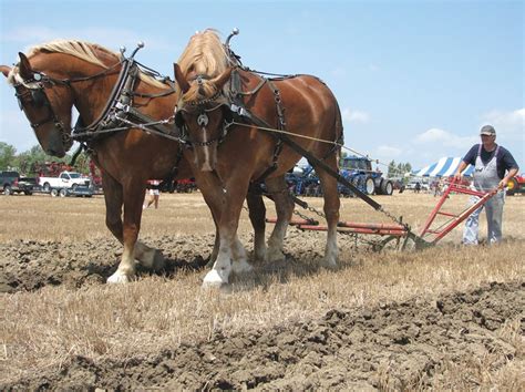 13 best Plowing images on Pinterest | Horses, The farm and Farms