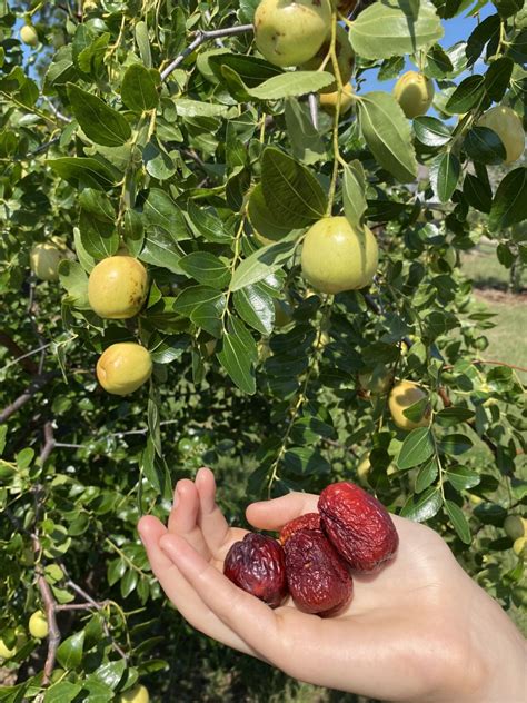 GA 866 Jujube Tree - Bob Wells Nursery - U.S. Shipping