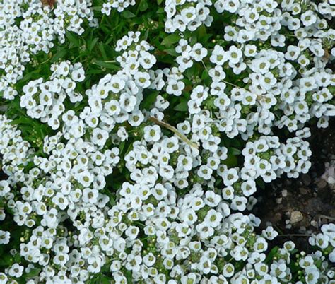 Alyssum Sweet Lobularia Maritima Seeds