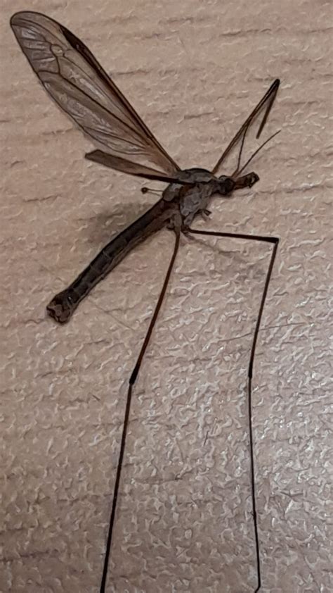 What in THE hell is this bug? : r/whatisthisbug