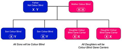 Inherited Colour Vision Deficiency - Colour Blind Awareness