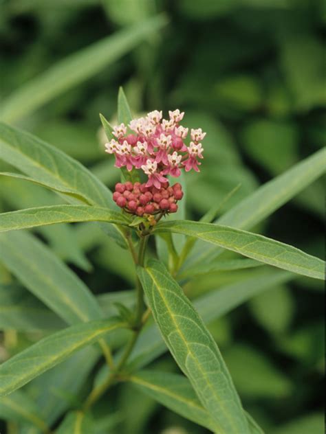 identifying milkweed - MilkweedWatch