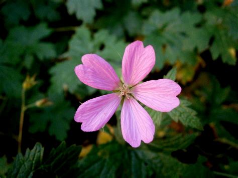 File:Geranium endressii flower close-up.jpg