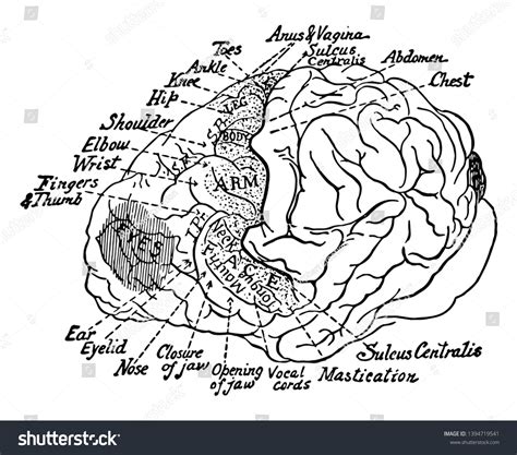 This Illustration Represents Motor Area Brain Stock Vector (Royalty Free) 1394719541 | Shutterstock