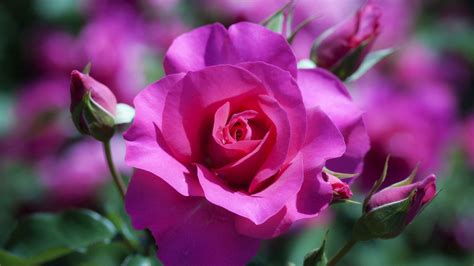 Full HD Rose Flower Wallpapers - Wallpaper Cave