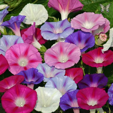 Morning Glory - Ipomoea - Virily | Sommarblommor, Blommor, Frö