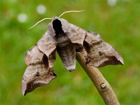 1980eyedhawk-moth.jpg 800×600 pixels | Moth