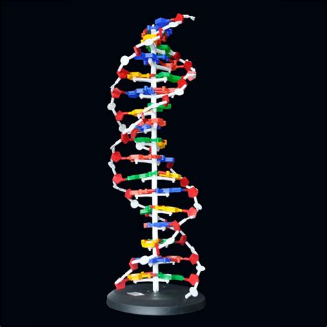 Rowsfire DIY Science Biology Teaching Aids DNA Structure Model ...