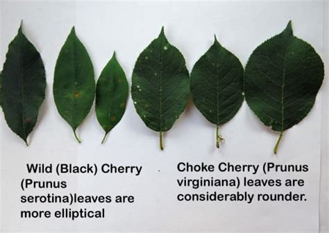 Plant Profile: Wild Cherry Bark | Chokecherry tree, Cherry bark, Cherry leaf