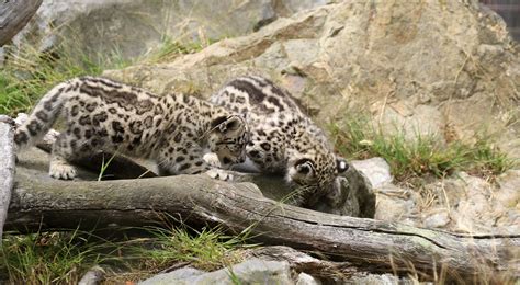 Snow Leopard Cubs - San Francisco Zoo | Nine weeks old San F… | Flickr