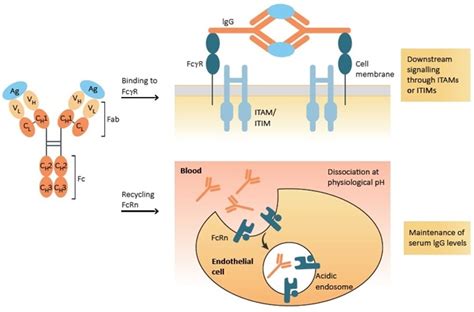 Key Features of SPR-Verified Fc Receptor Proteins