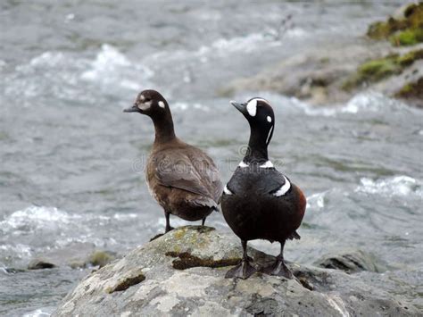 The Wildlife of Kamchatka. Kamchatka Mountains. Kamchatka Peninsula ...